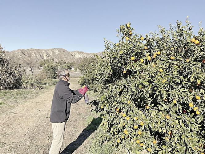 Fruit fly quarantine continues to wreak havoc on farming Community