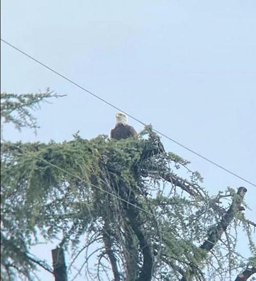 Bald eagle spotted in the Wash Bald eagle spotted in the Wash