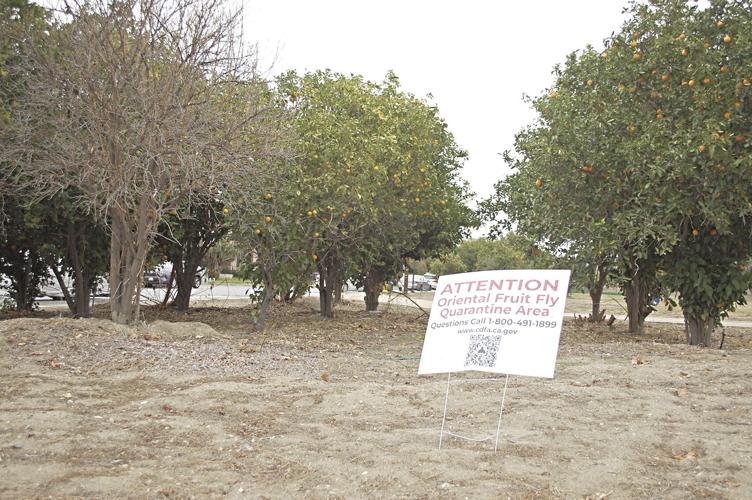 Fruit fly quarantine continues to wreak havoc on farming Community