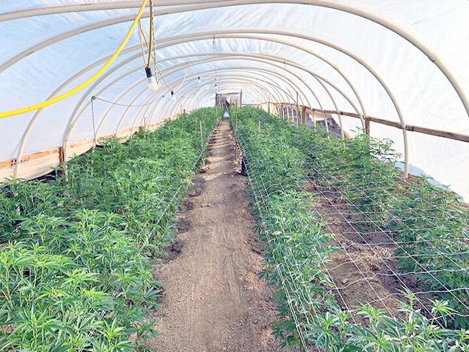 Marijuana Enforcement Team seizes more than 5,000 illegal pots plants in the Mojave Desert