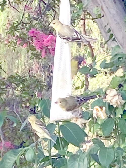 Famished finches