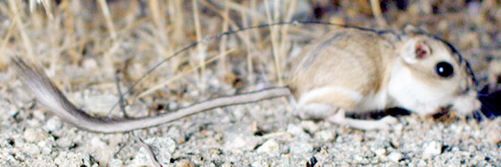Project Will Protect Species In The Wash News Redlandscommunitynews Com