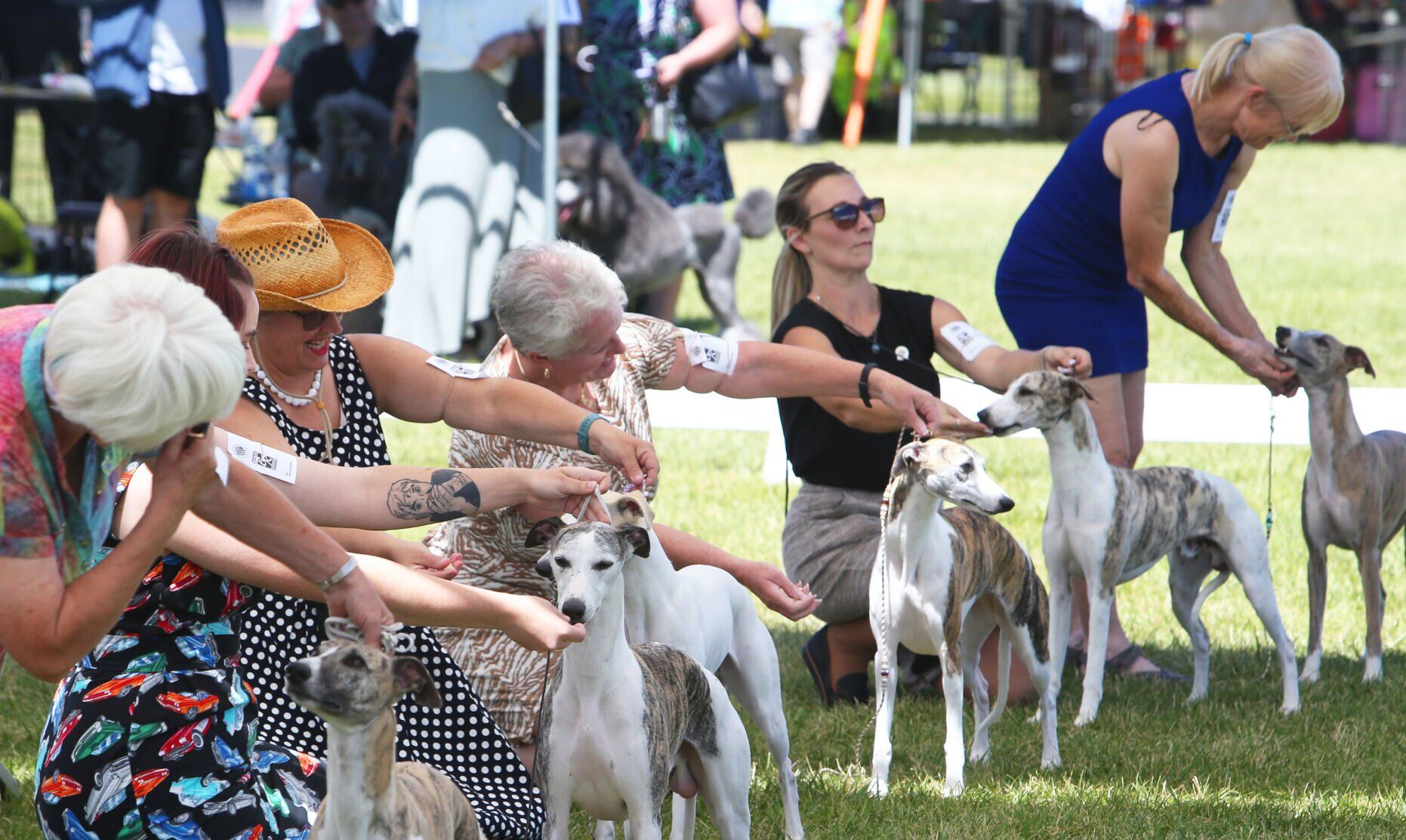 Whippet dog hot sale show