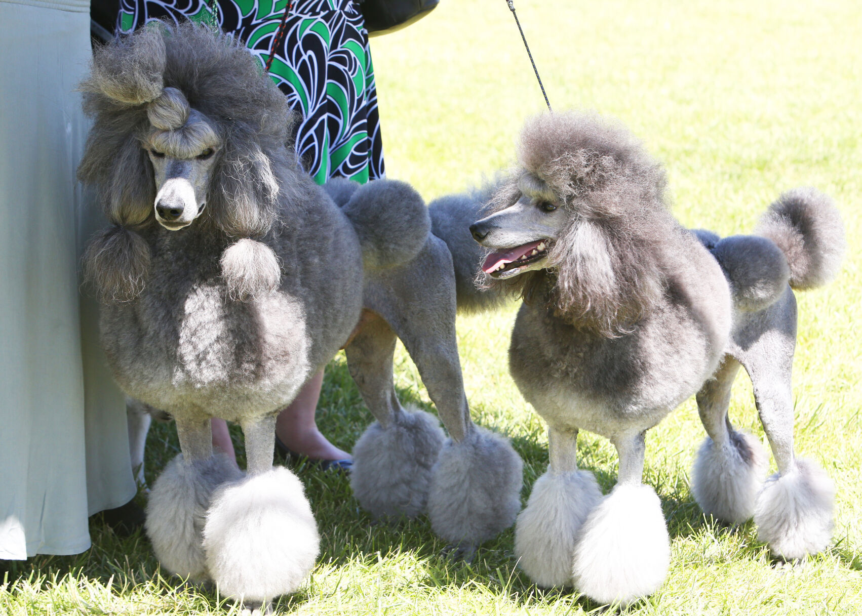 Sterling store standard poodles