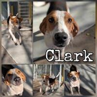 Pitt County Pets of the Week: Meet Clark the Hound Mix and Casper the Cat