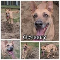 Pitt County Animal Services Pets of the Week: Odyssey and Sarabi