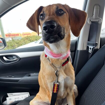 Animals for adoption | | reflector.com
