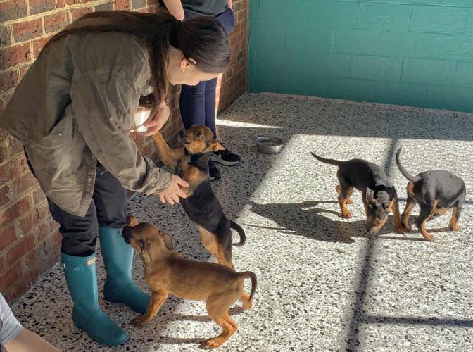 HSEC takes in 17 puppies in one day