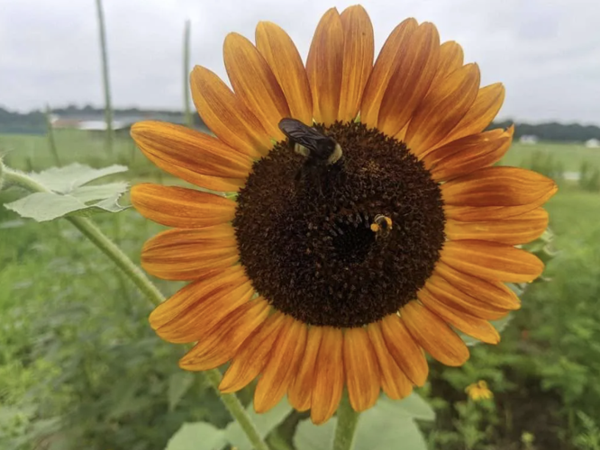 Buzzworthy facts about bees from the University of Mount Olive