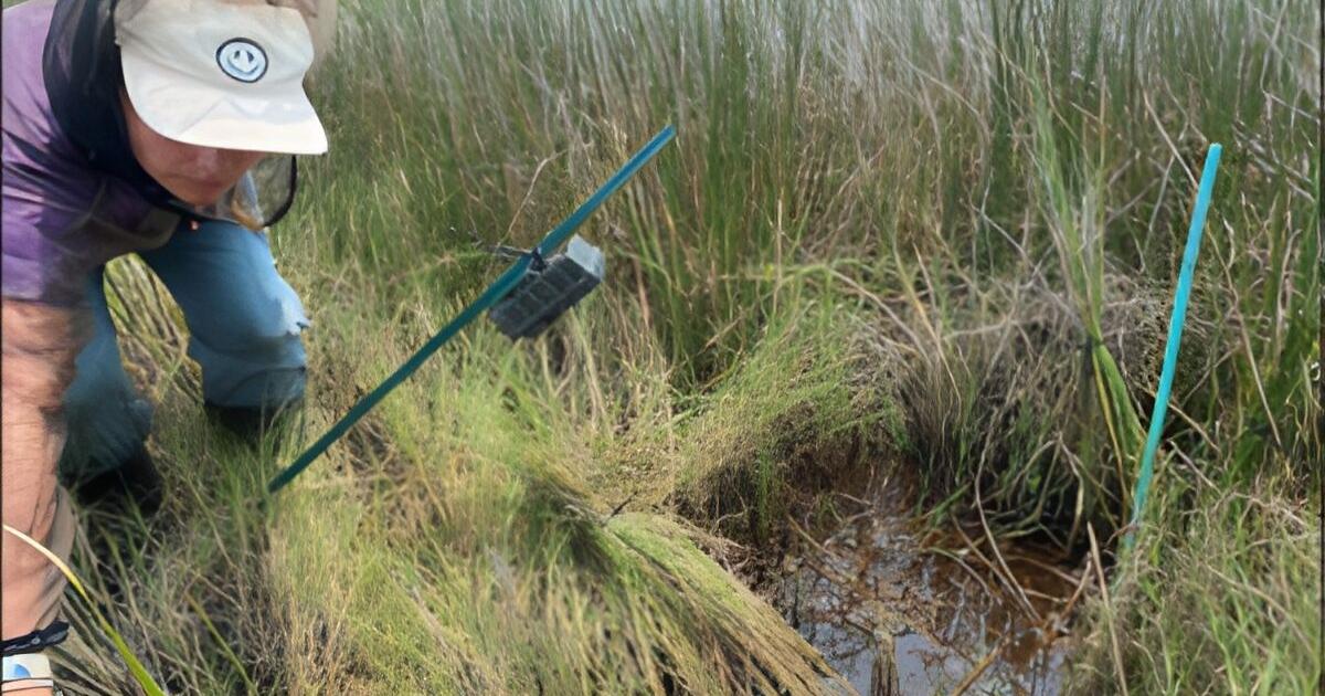 Endangered Rails ECU grad student researches federally threatened black rails | Local ...