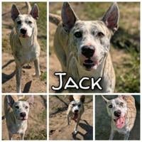 Animals for adoption
