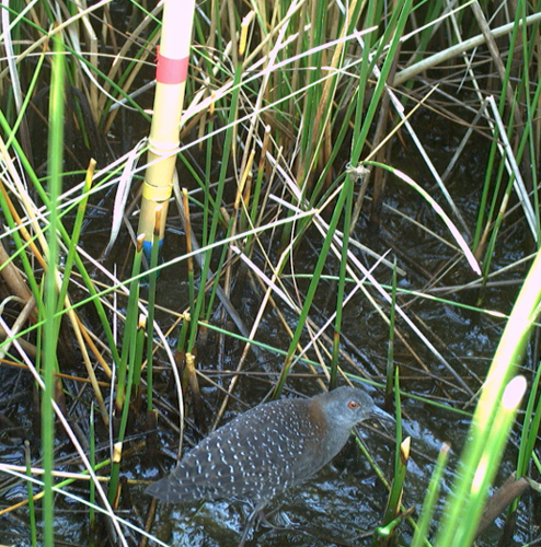 Endangered Rails ECU grad student researches federally threatened black rails | Local ...