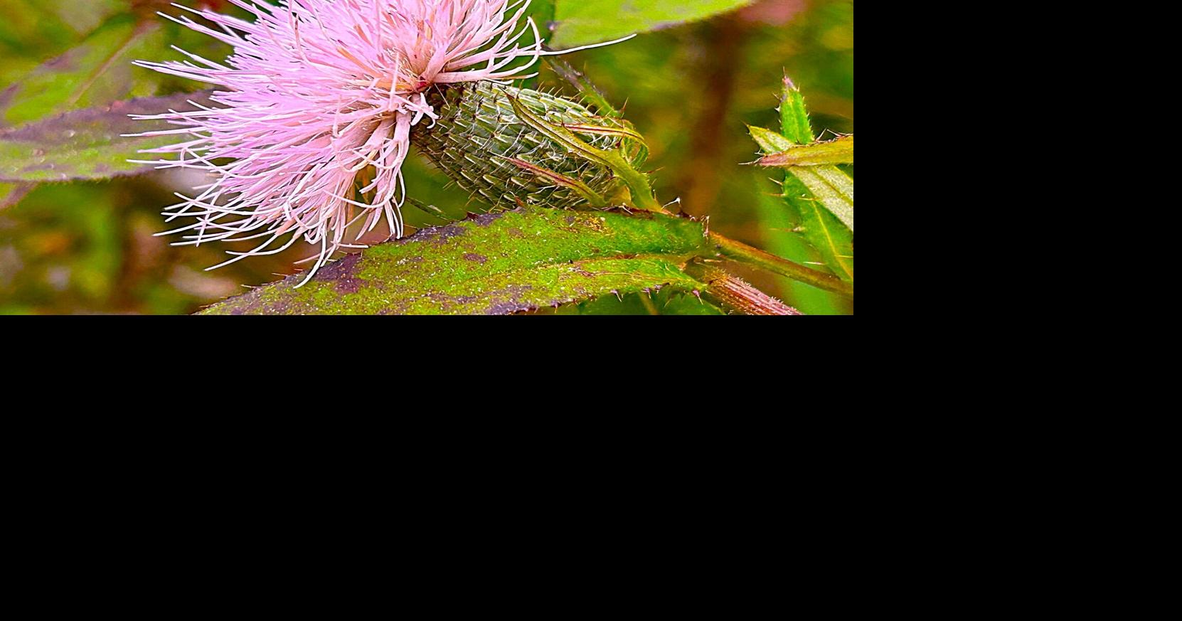 Mystery Plant: Native thistle a food source for bees, butterflies ...
