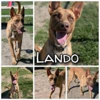 Animals for adoption