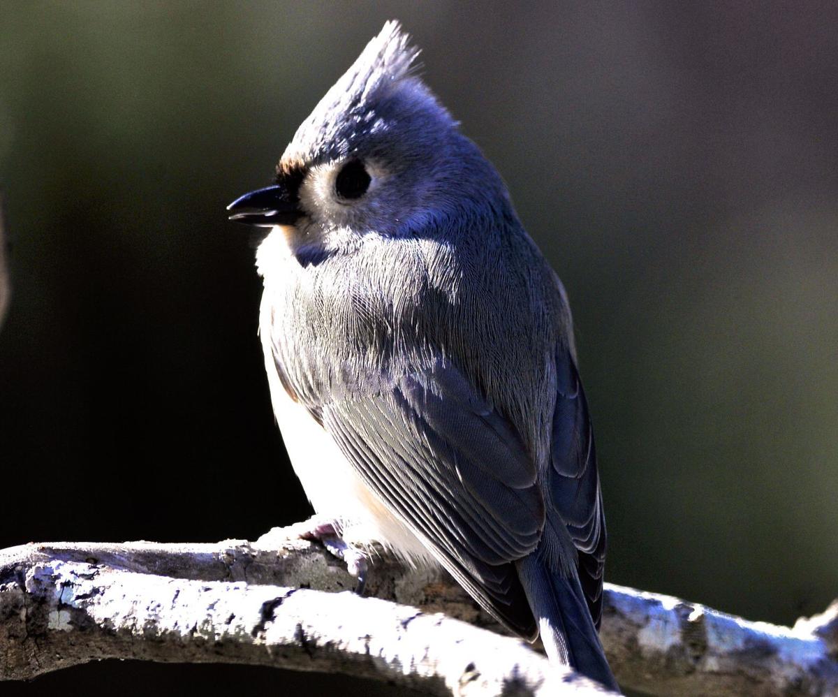 tufted titmouse