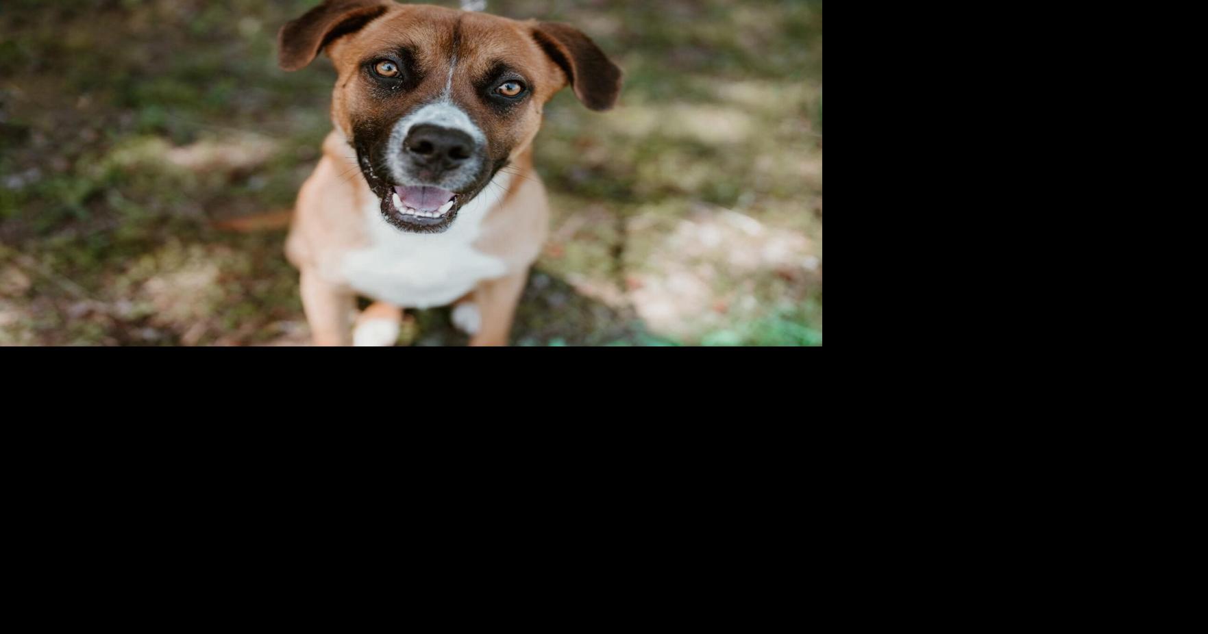 Animals for adoption | Feature Story | reflector.com