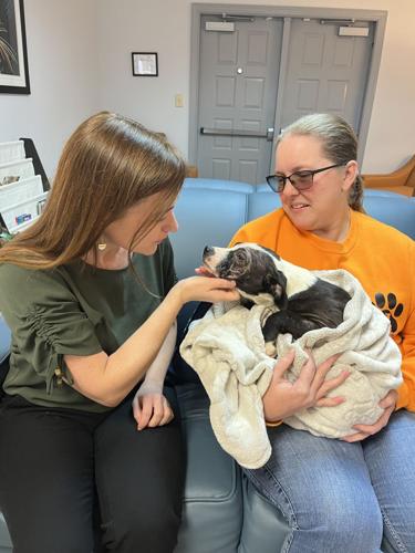 Local vet secures grant for animal foster group | Local News 