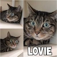 Animals for adoption