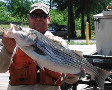 buy g loomis rods G. Loomis NRX+ INSHORE Baitcasting Rods