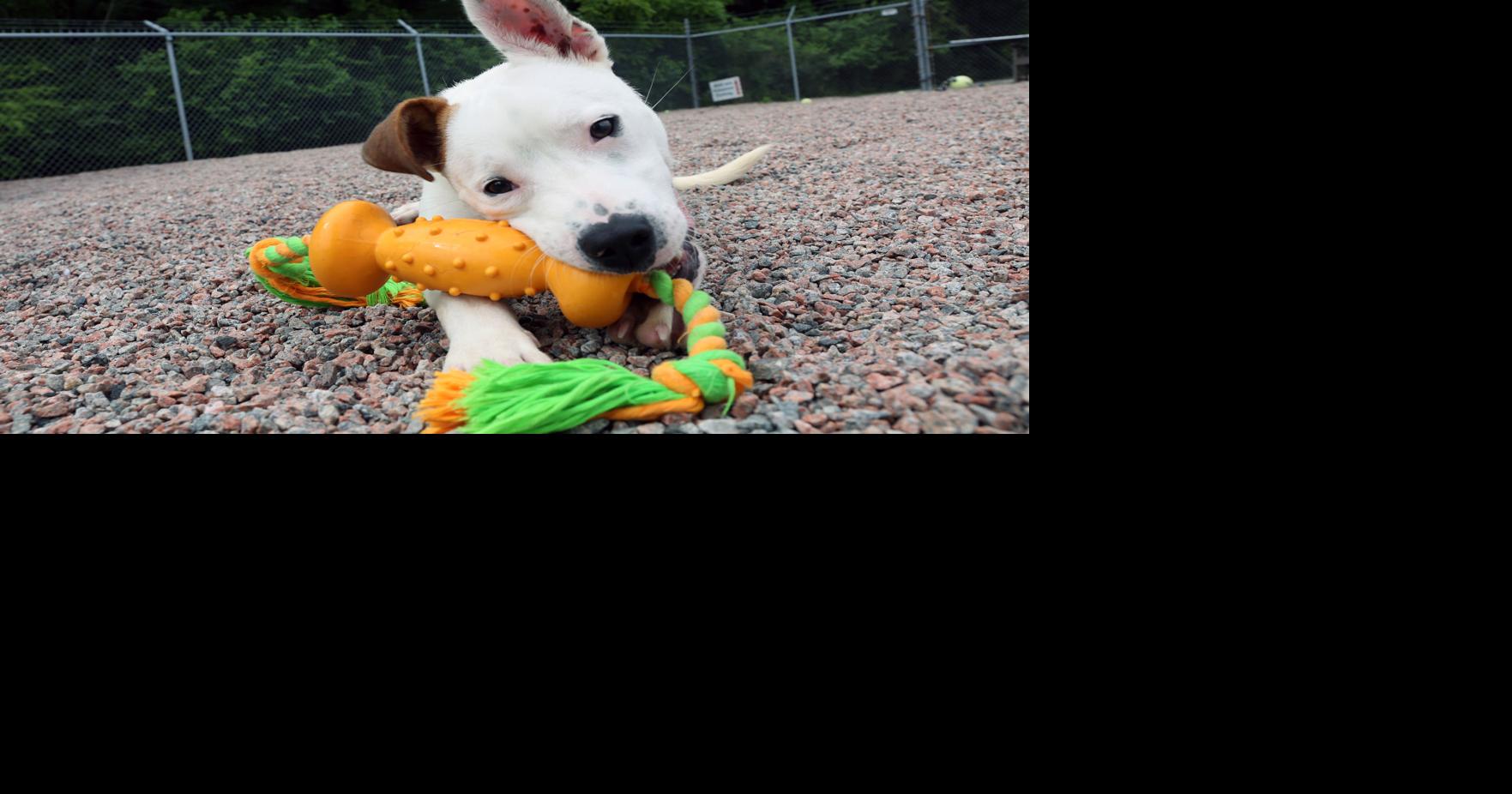 Pet news