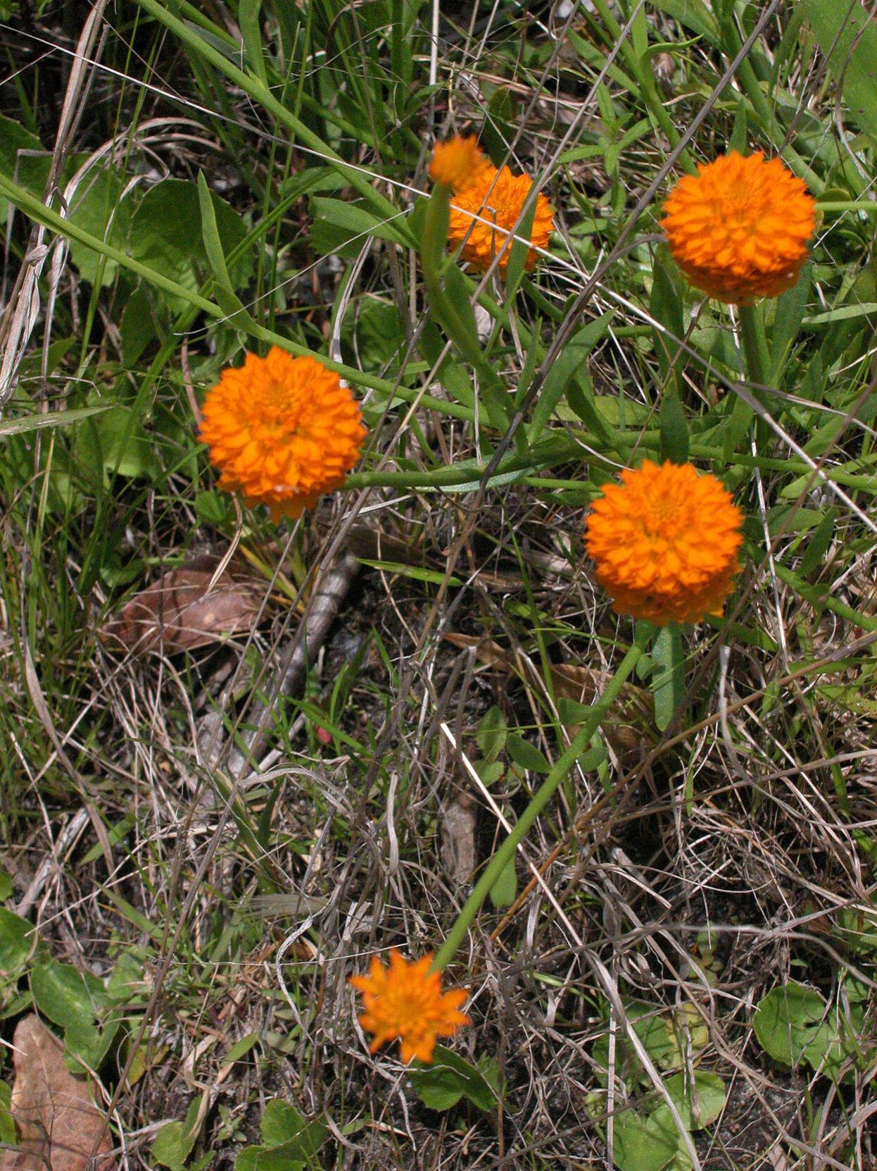 Native herb features brilliant orange flowers Feature Columnist