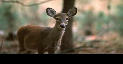 Wildlife expert: Be mindful of chronic wasting disease this deer season - Vimarsana News