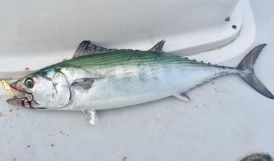 atlantic bonito fishing lures Lure Pack How to Troll for Atlantic
