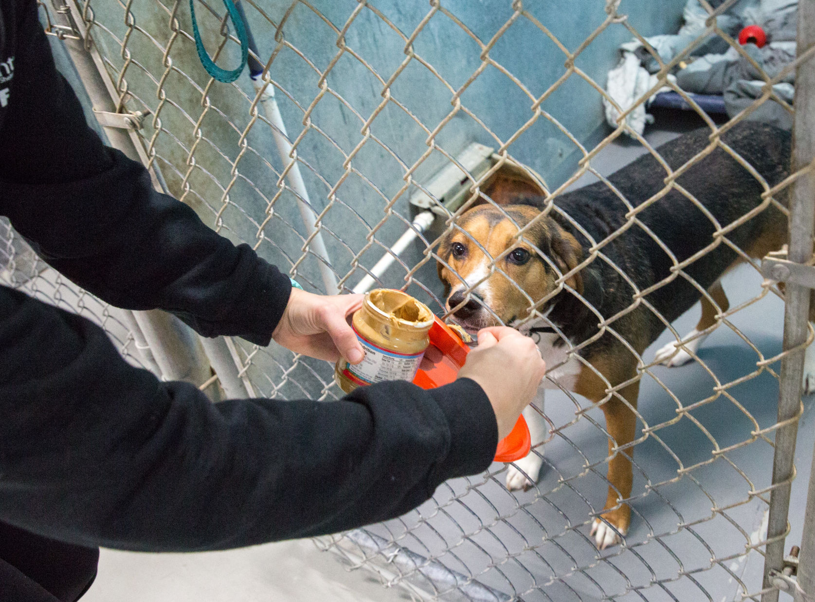 parvo treatment petsmart