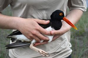 Oystercatchers, known for sharp bills and beady eyes, are making a comeback thanks to conservation (copy)