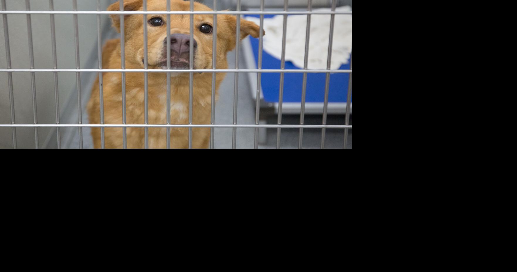 Pitt County Animal Services now serving Farmville Local News