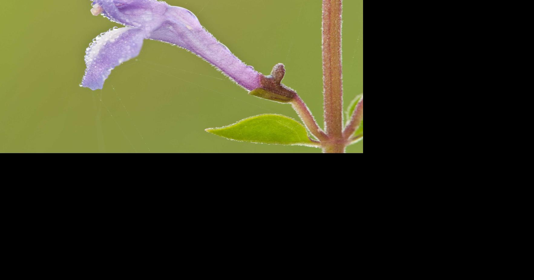 Imperiled plant is at home on rocky, limestone ridges | | reflector.com
