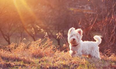 Tips to help relieve your dog of spring allergies | | reflector.com