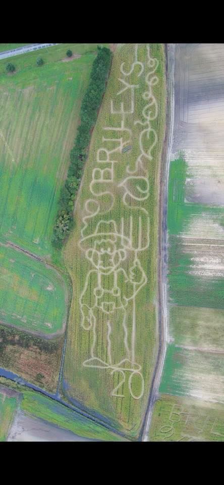 Briley's corn maze
