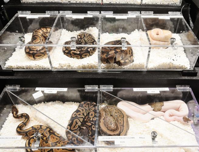 Scene Around the MidAtlantic Reptile Expo in Greenville Local News