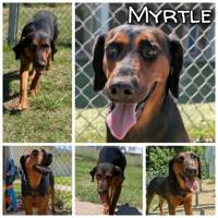 Animals for adoption