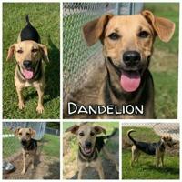 Animals for adoption