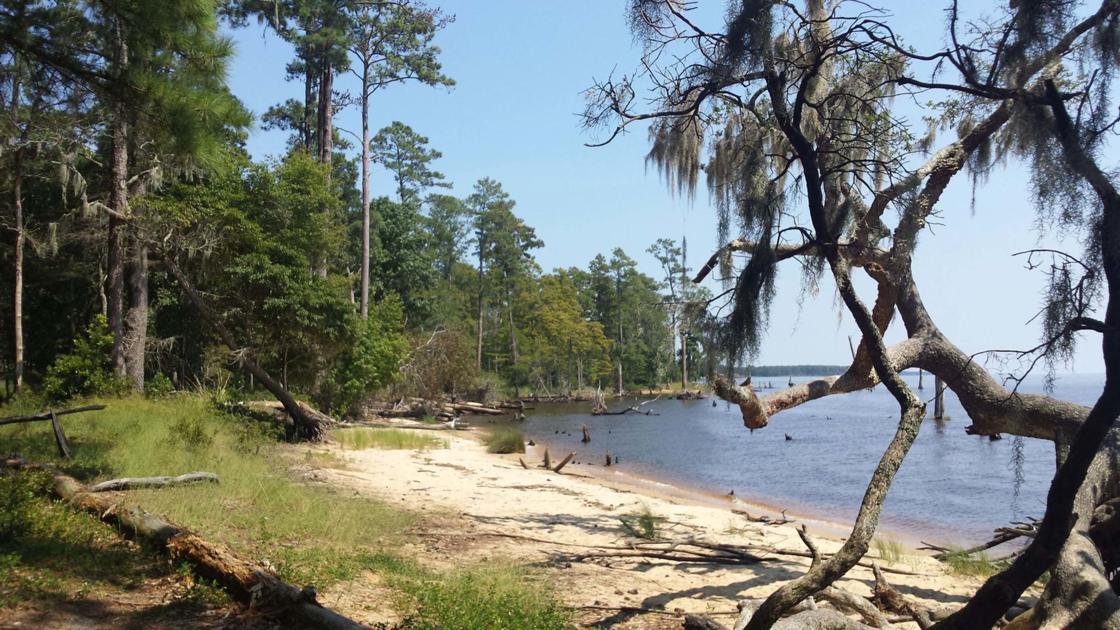 Day Trips Goose Creek State Park Where tidewaters meet Local News