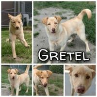 Animals for adoption