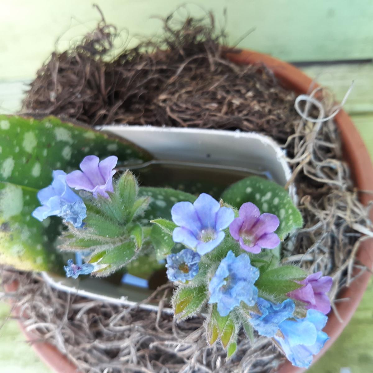 pulmonaria