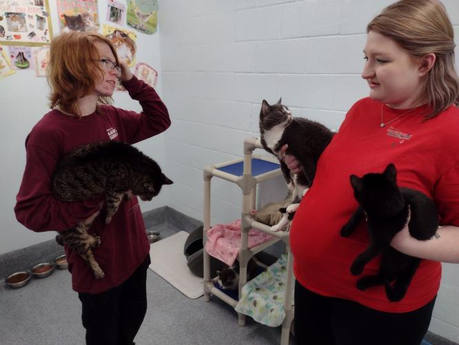 Animal shelter seeking homes for evicted cats Local News