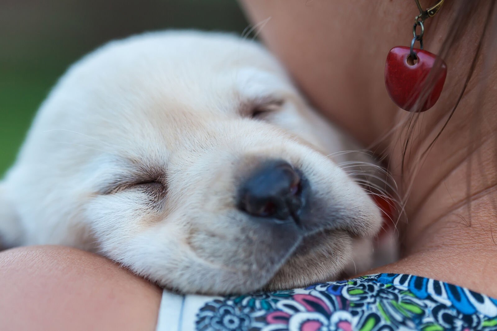 Akc best sale puppy find