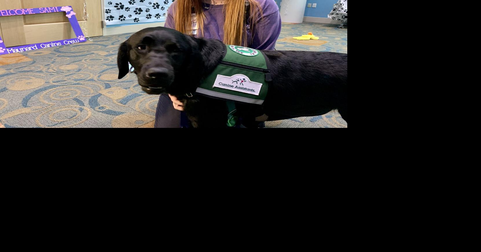 Maynard Children's Hospital employs facility dog Sam News