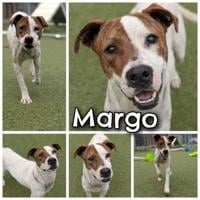 Pitt County Animal Services Pets of the Week: Margo and Panther