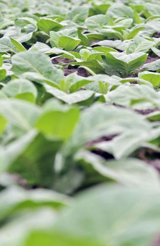 nc tobacco buyout Farmers relieved by buyout news | Local News