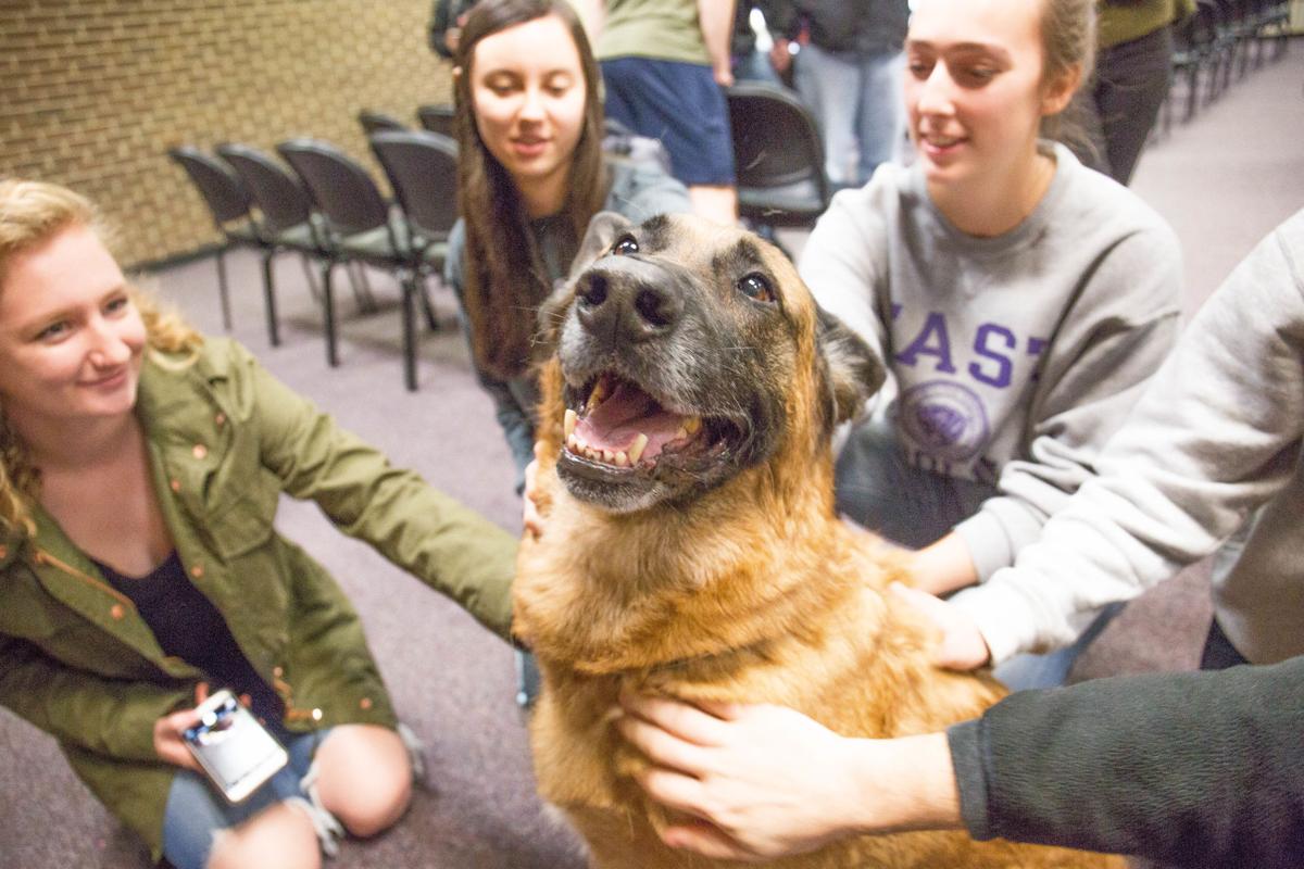 Man S Best Friend In War And Peace Local News Reflector Com