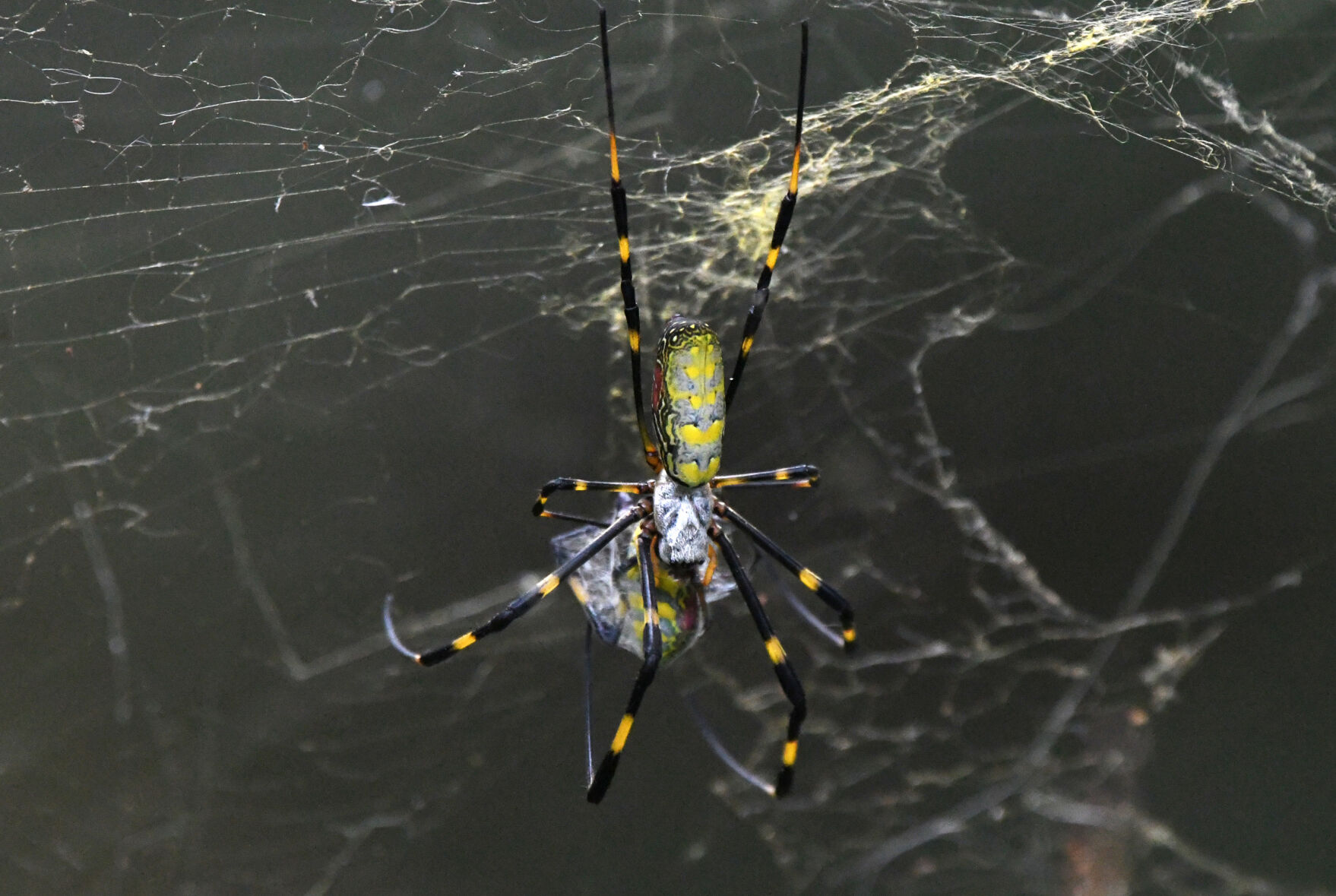 Vip Spider Large spiders the size of your palm are popping up across the US. Here ...