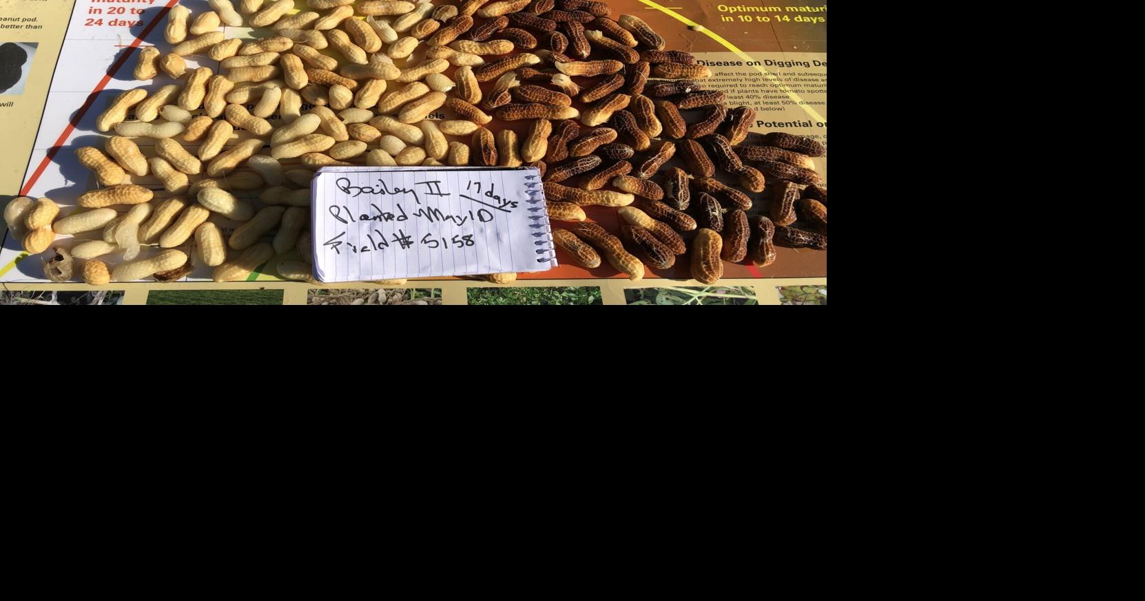 Peanut workshops to begin today | Local News | reflector.com