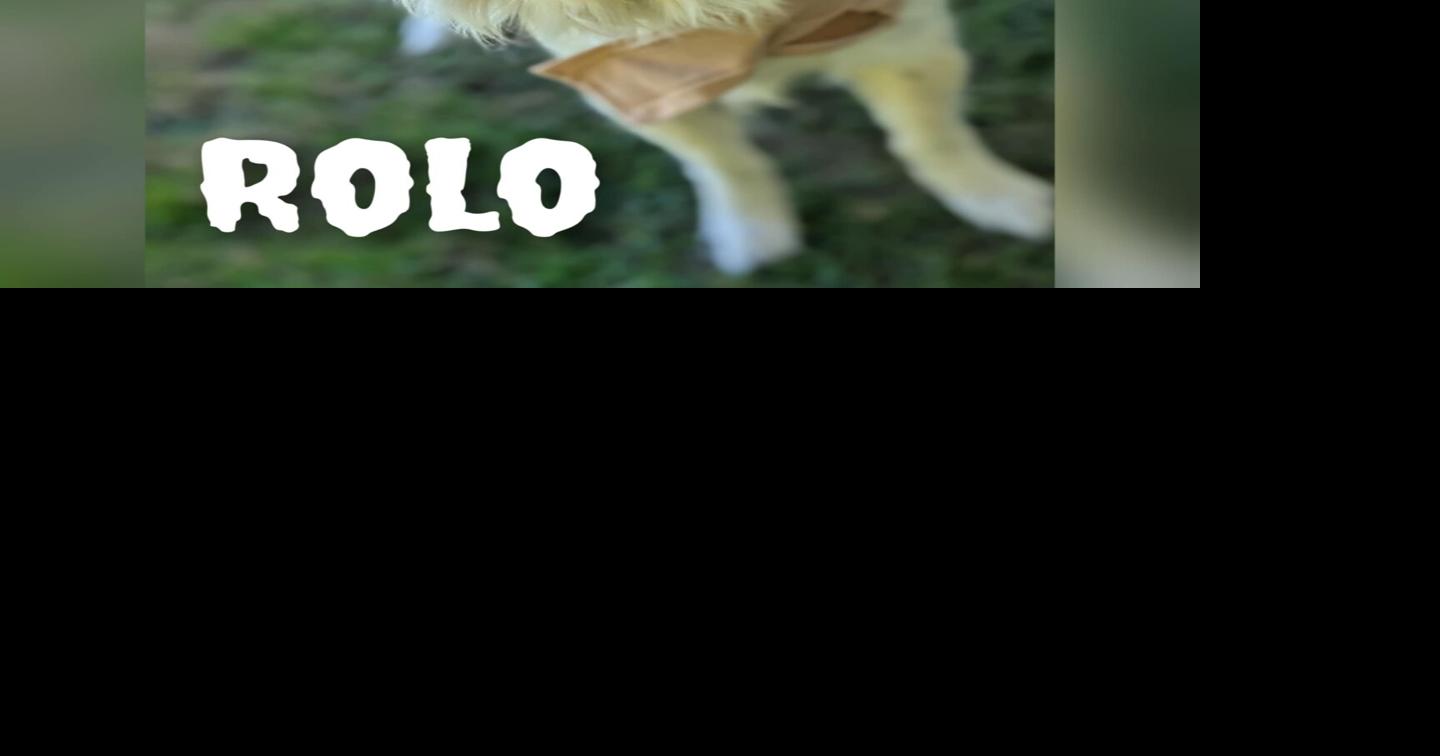 Animals for adoption | | reflector.com
