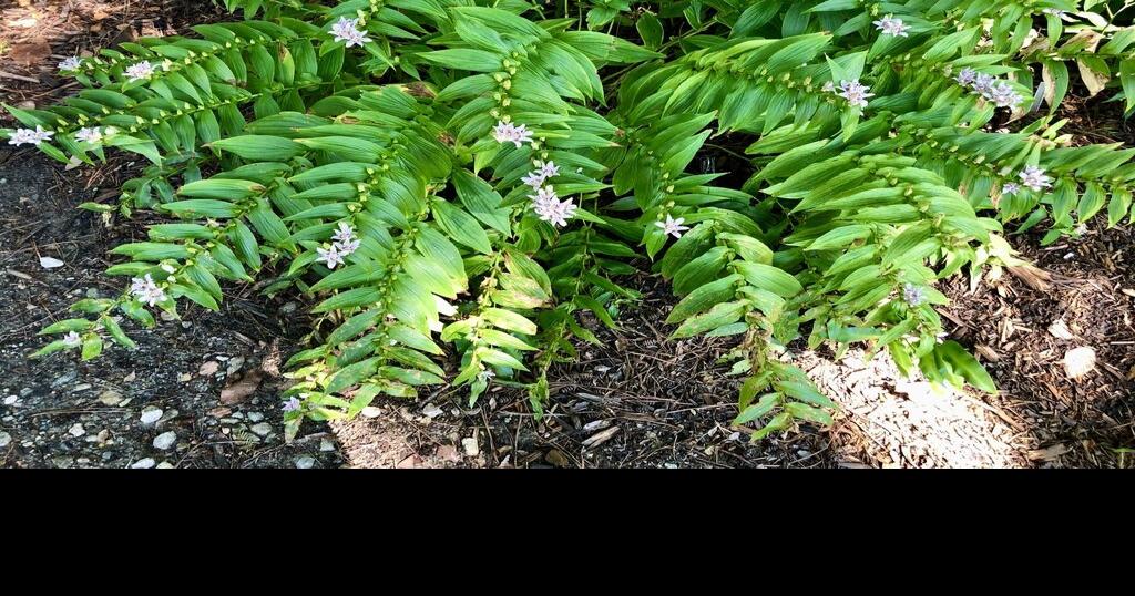Matthew Stevens Toad lily offers another choice for shady gardens