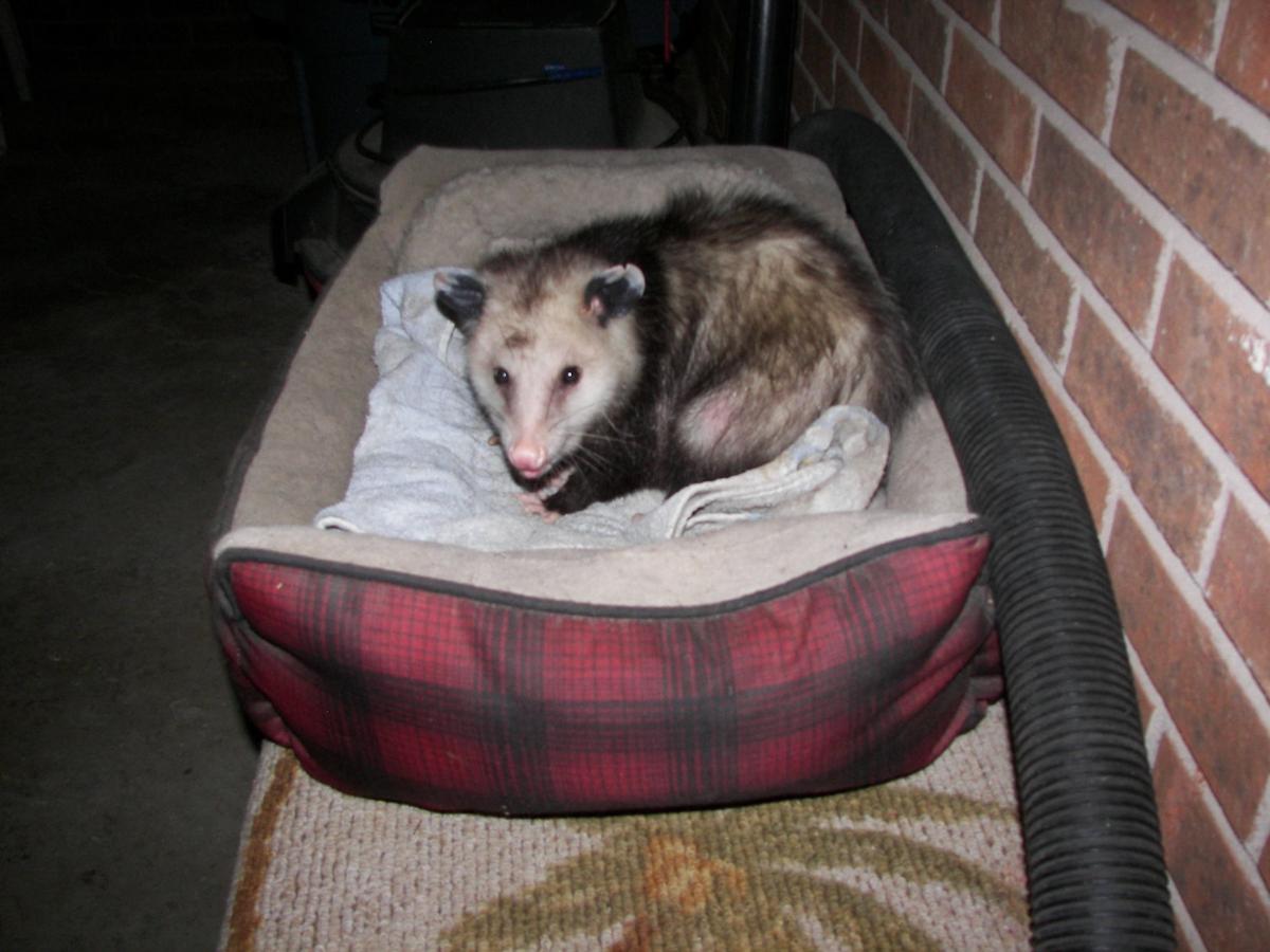 opossum